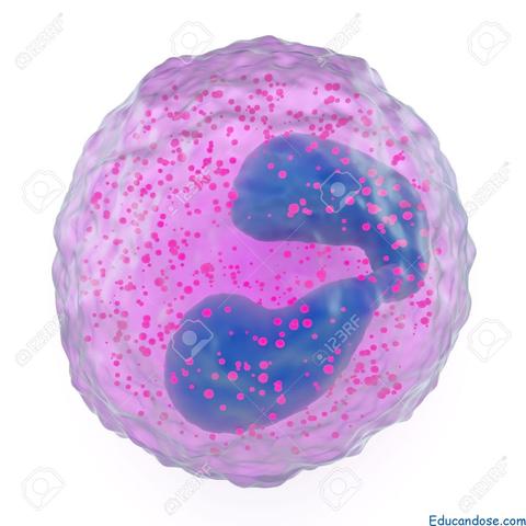 Estructura que absorbía fuertemente los tintes de basófilo, lo que denominó cromatina. Edouard Van Beneden