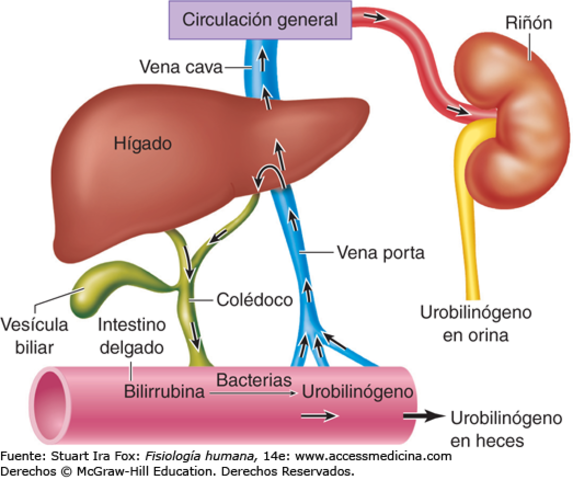 demostraron que el ácido clorhídrico mezclado con alimentos parcialmente digeridos, activaba una sustancia química en el duodeno