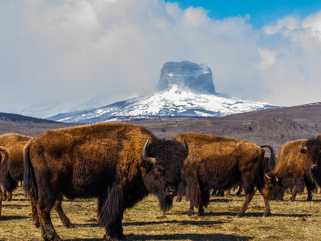 "Laws of the St. Laurent"