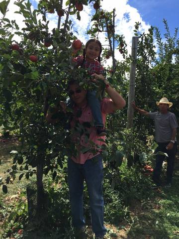 Apple picking.
