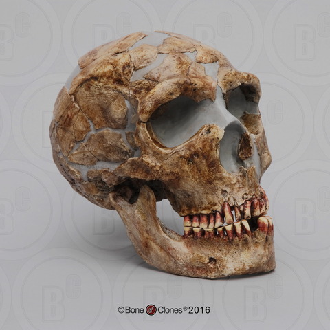 Origen Homo Neandertalensis hace 200.000 años.