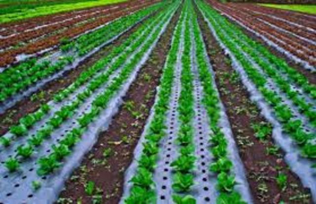 Contabilidad Ambiental- Informe