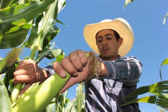 componente procampo productivo