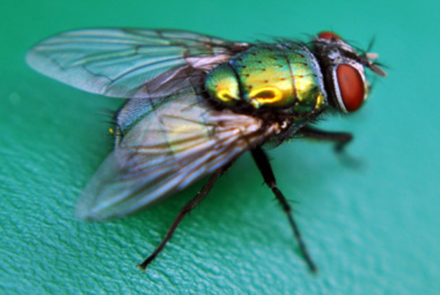Blowflies