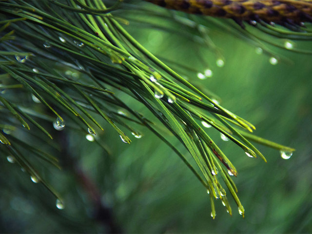 La pioggia nel pineto