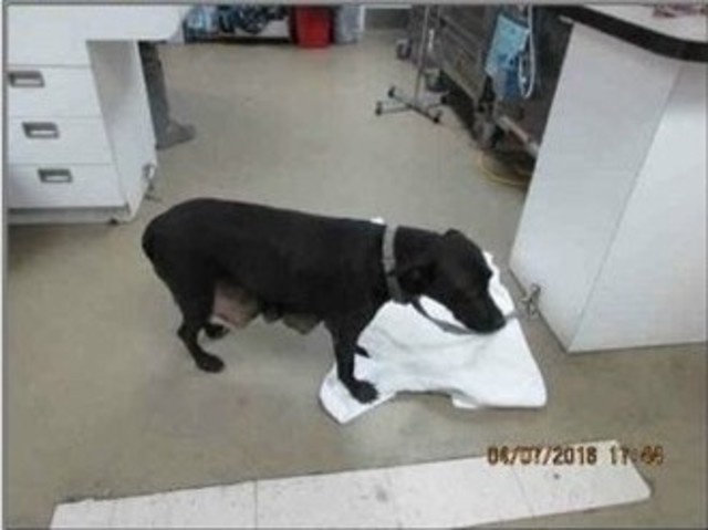 Helped a injured dog