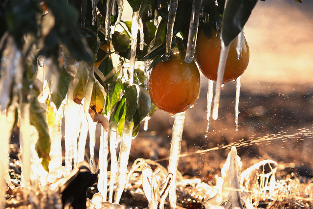 The ThanksGiving Freeze!!