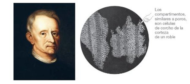 ROBERT HOOKE