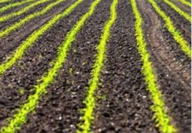 Modelo de crecimiento bimodal