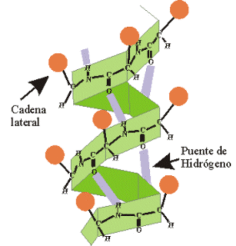 Estructura elice  alfa