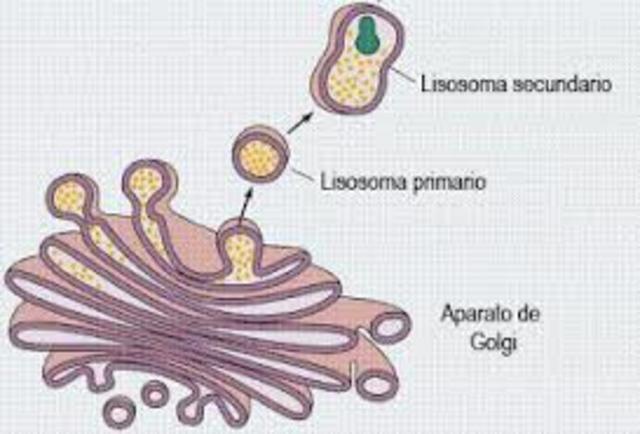 Descubrimiento del Lisosoma