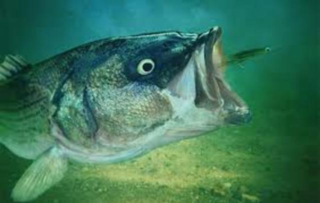 Je suis allé pecher