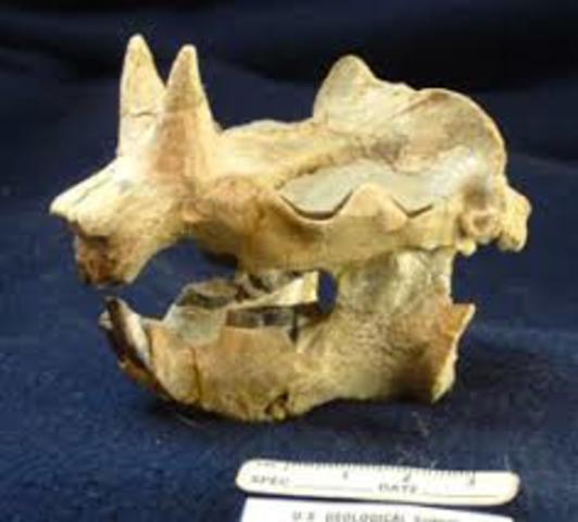 A paleontologist inventory began to re-document fossil plants.