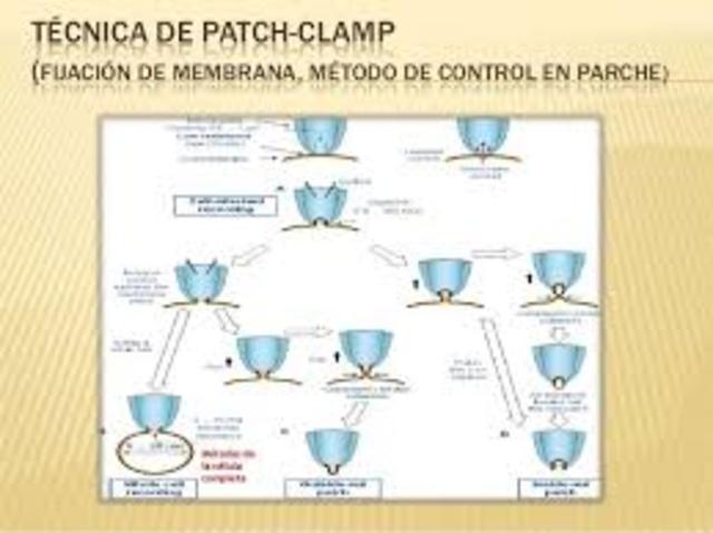técnica patch clamp