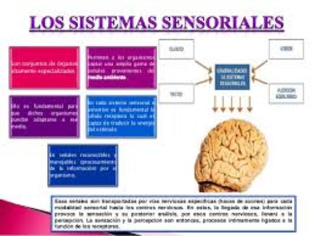 teoría de la energía especifica con los sistemas sensoriales