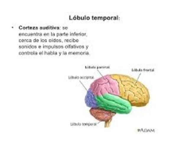 recepción bilateral del lóbulo temporal y los ataques epilépticos