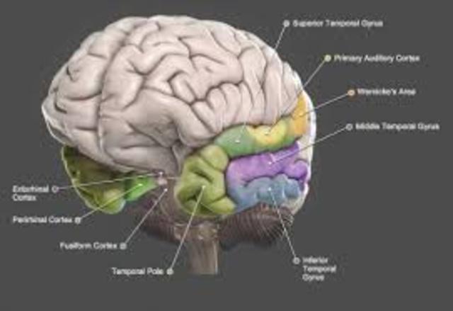 lóbulo temporal medial