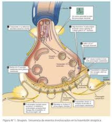relacion de genes especificos y mecanismos de plasticidad sinaptica y cognicion