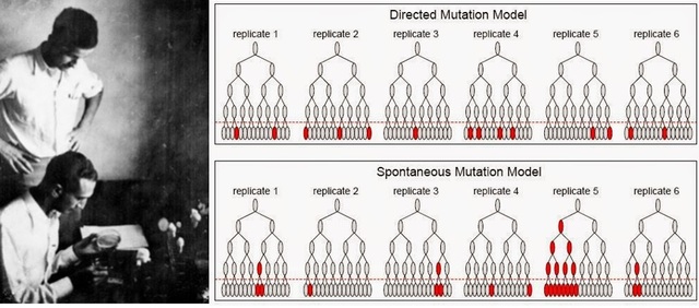 Salvador Luria y Max Delbruck