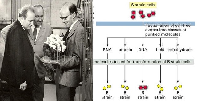 Oswald Avery Y Maclyn Mccarty