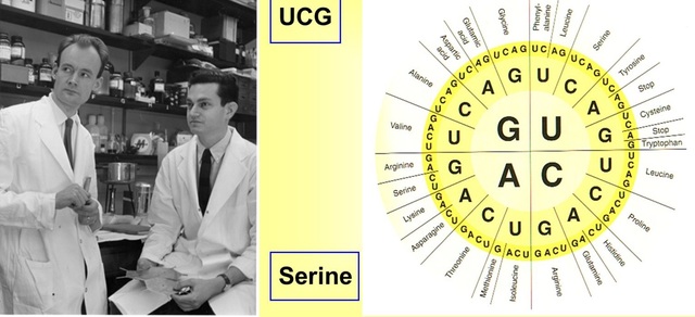 Marshall Nirenberg y Matthaei