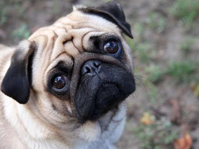 Pug origenes