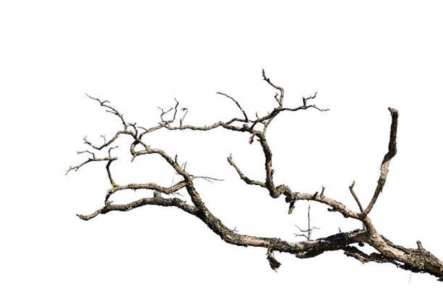 tree branch