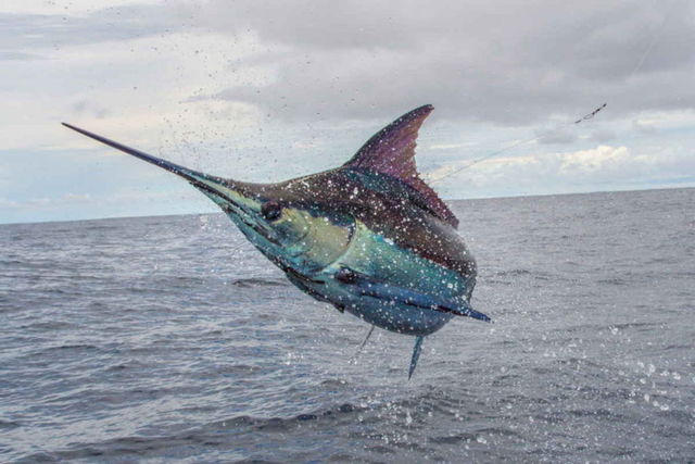 Marlin