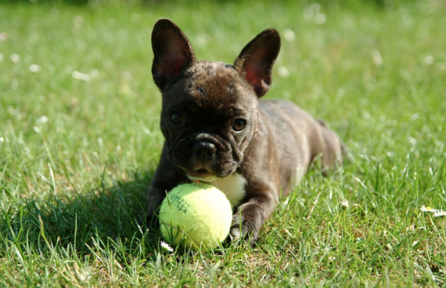 The Purpose of a Dog