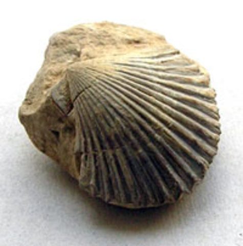 Fosiles de bivalvos.