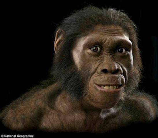 HOMO HABILIS