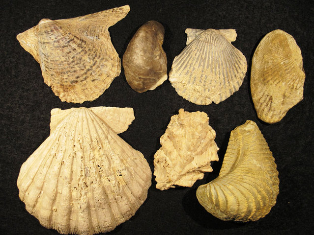 Nuevo descubrimiento