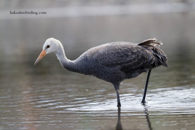 Watching a Hooded crane