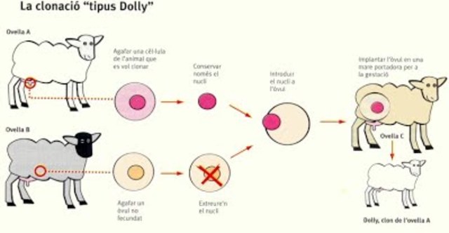 Ian Wilmut y  Keith Campbell