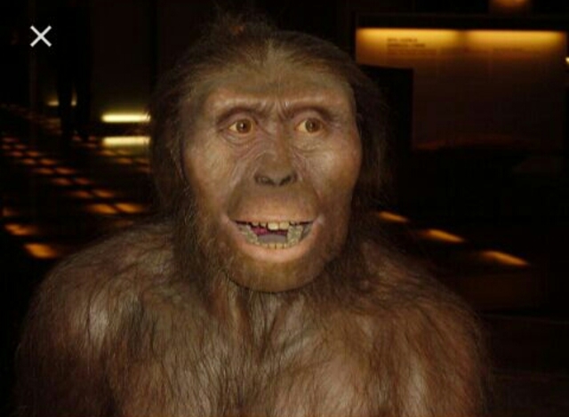Australopithecus