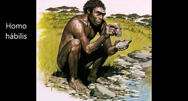 Homo Habilis