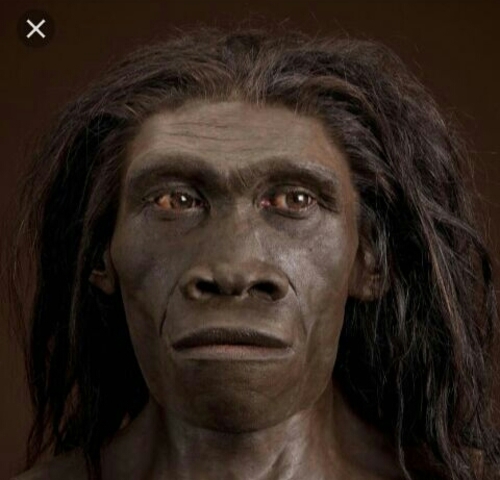 Homo Erectus