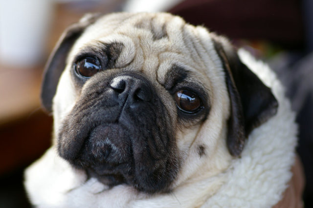 kaycee takes new dog to his new home