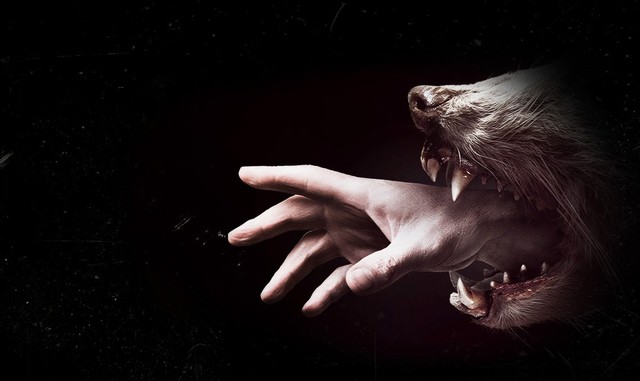 Gusto por los animales