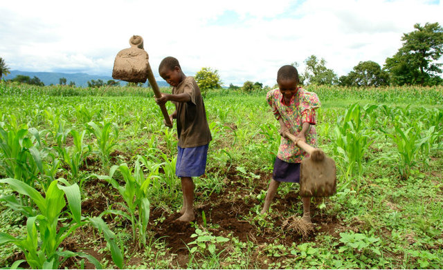 SE INICIA LA AGRICULTURA