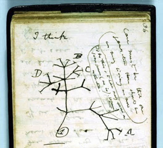 Primer cuaderno de notas de la transmutación de las especies, Londres