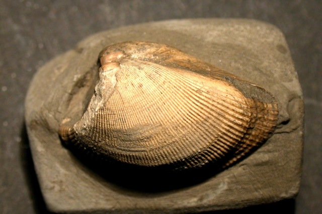 Descubren fósiles de bivalvos.