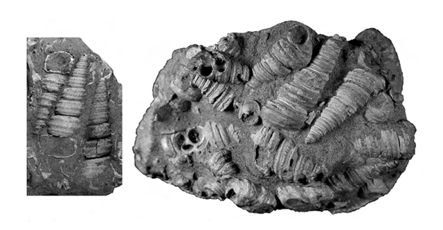 Descubre fósiles de bivalvos, Punta Alta (Arxentina)