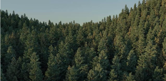 Further reduction of the forest