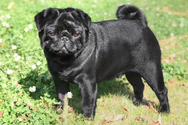 Pug negro