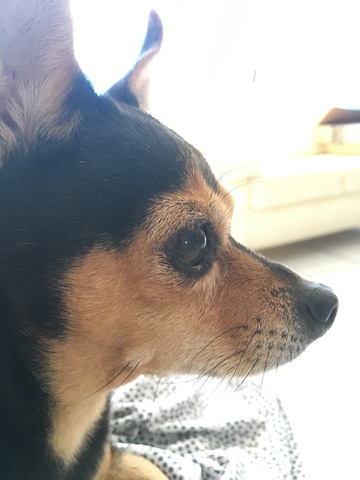 Second Pet "Petunia"