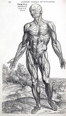 Andreas Vesalius