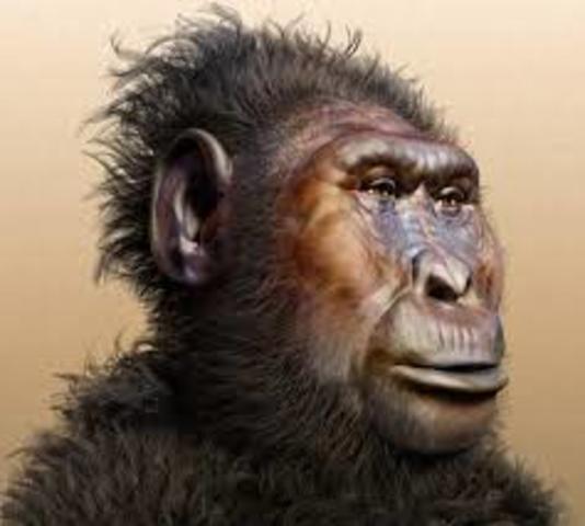 PARANTHROPUS