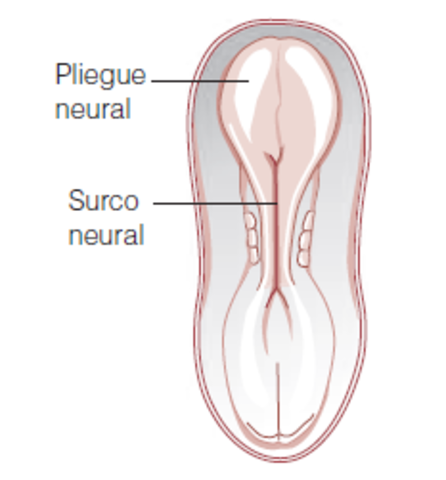 SEMANA 3 DEL EMBRIÓN