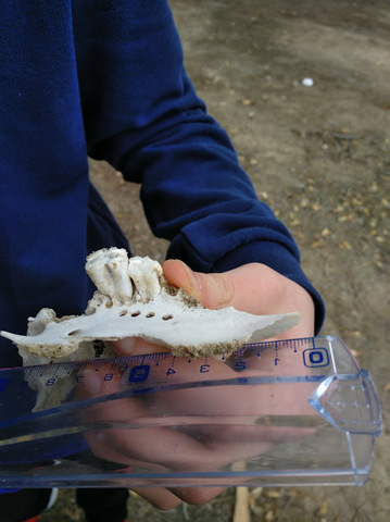 crani i dents de cabra